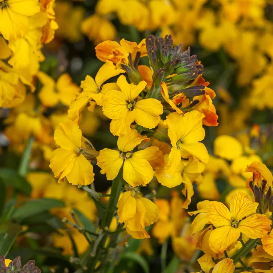 Erysistible Yellow