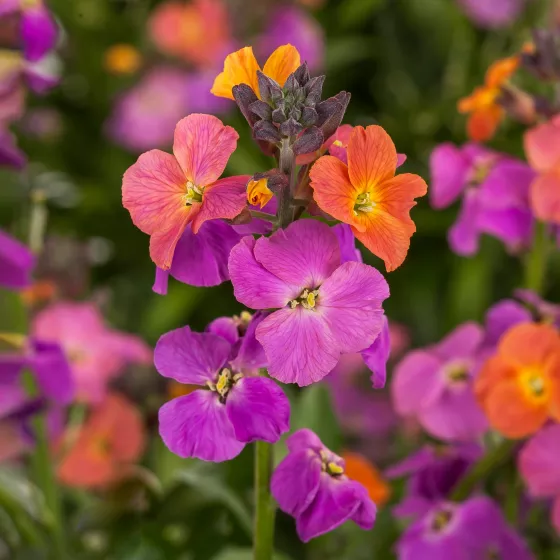 Erysistible Magenta