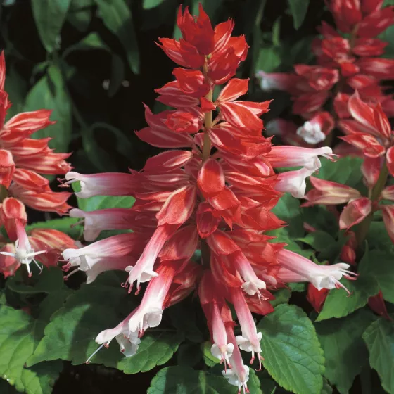 Salsa Scarlet Bicolor