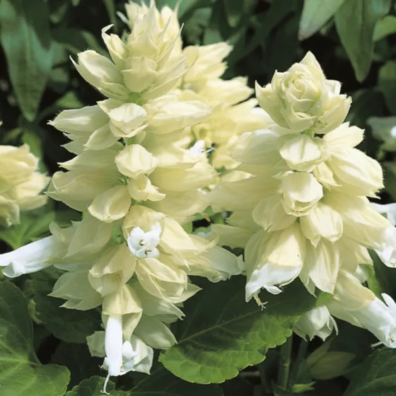 Salsa White