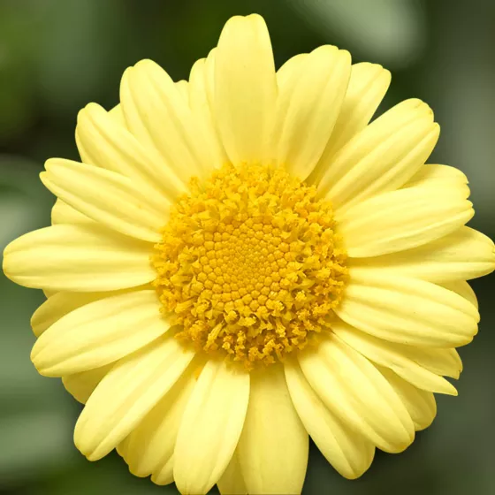 Molimba M Yellow