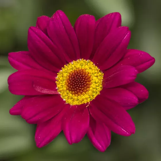 Molimba M Deep Rose
