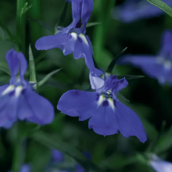 Laguna Trailing Dark Blue