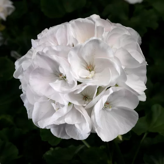 Classic White