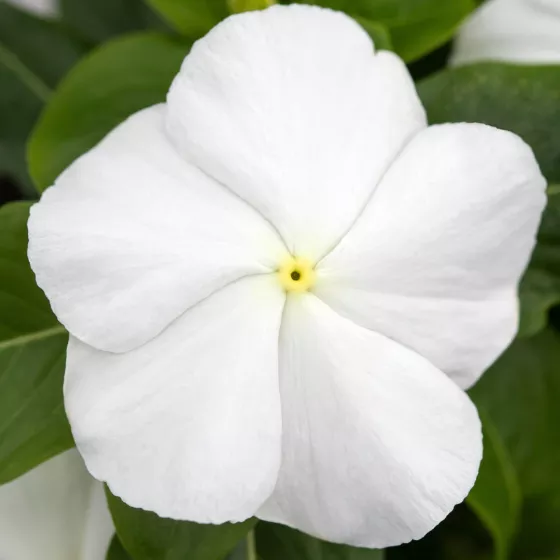 SunJewels White
