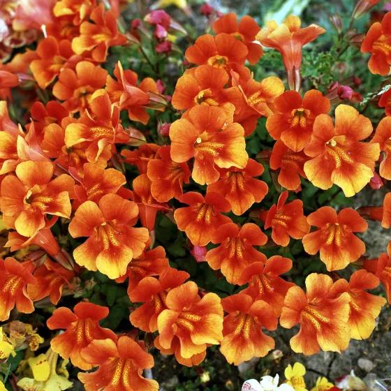 Magic Orange | Syngenta Flowers