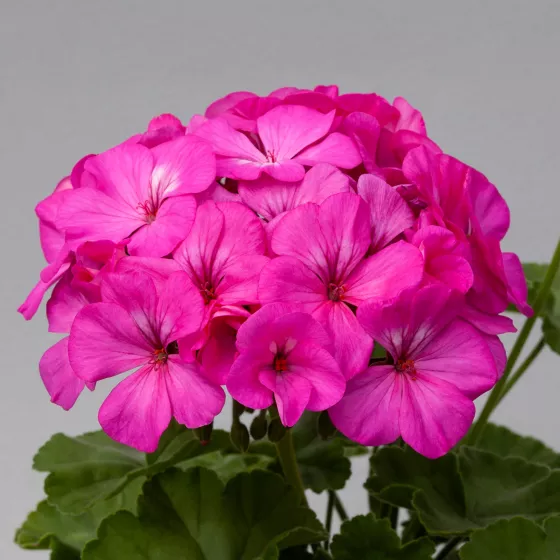 Horizon Neon Rose