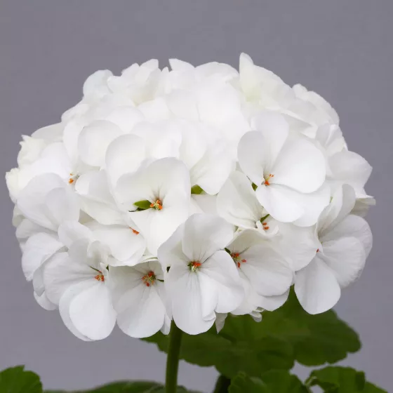 Horizon Pure White
