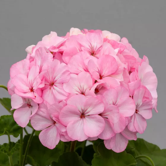 Horizon Appleblossom
