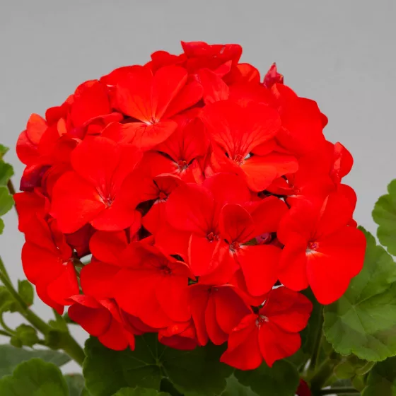 Horizon Red