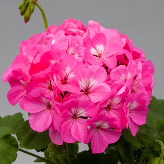 Horizon Rose
