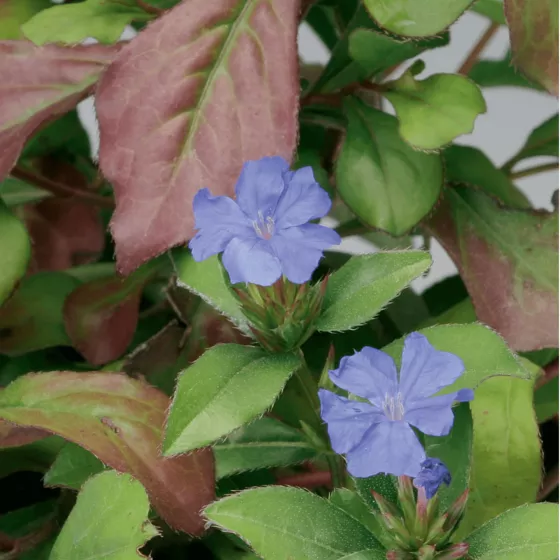 Ceratostigma plumbaginoides
