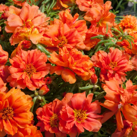 Sun Daze Orange