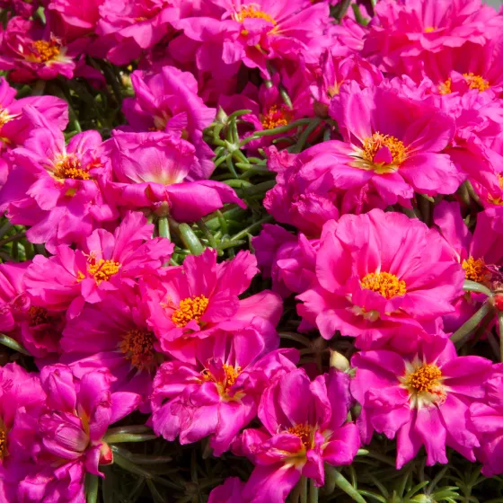 Sun Daze Fuchsia