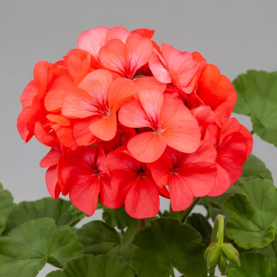 Horizon Coral Spice