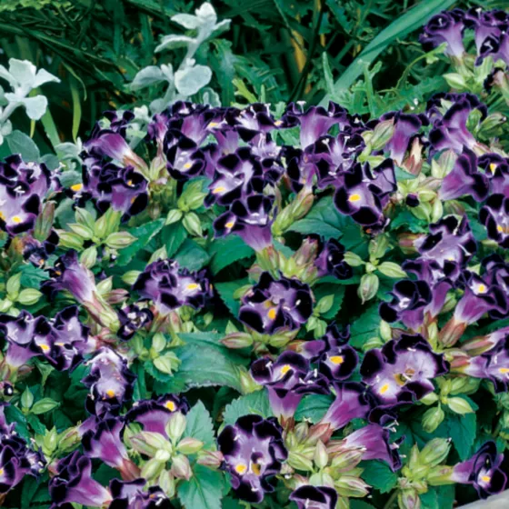 Duchess Deep Blue