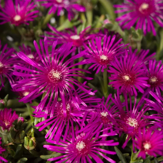 Delosperma Cooperi