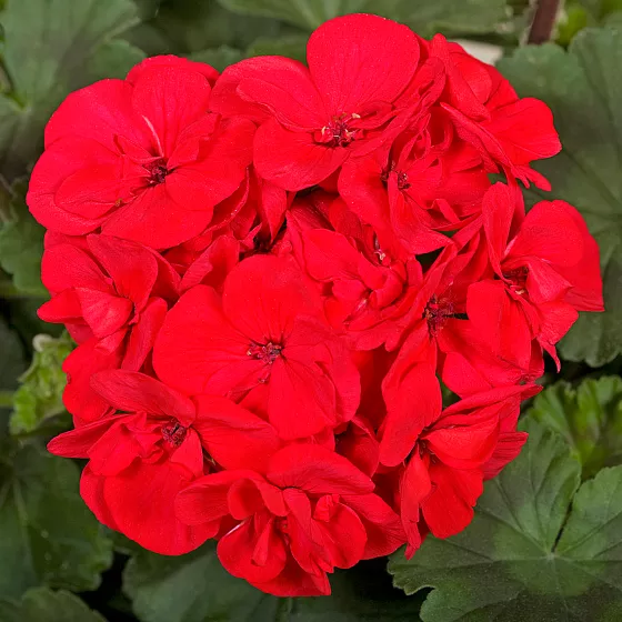 Tango Dark Red