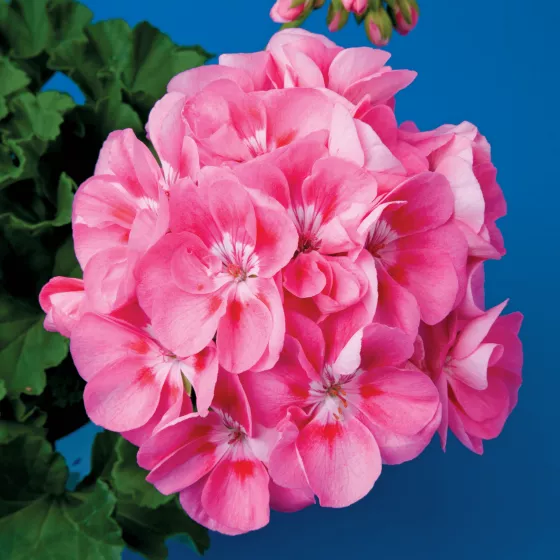 Classic Candy Rose with Blotch