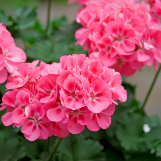Tango Pink