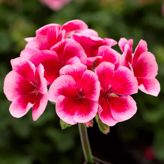 Tango Rose Mega Splash