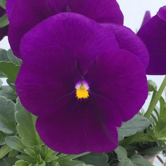 Bel Viso Purple