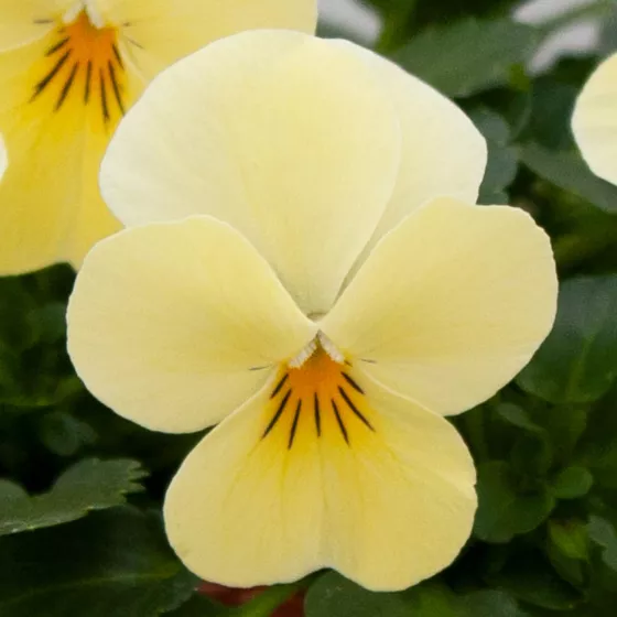 Bel Viso Primrose