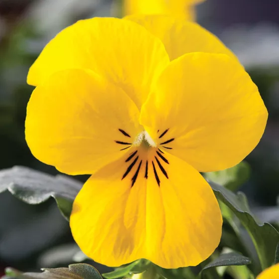 Bel Viso Yellow