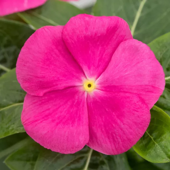 SunJewels Pink with Eye