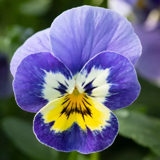 Bel Viso Blueberry Cream
