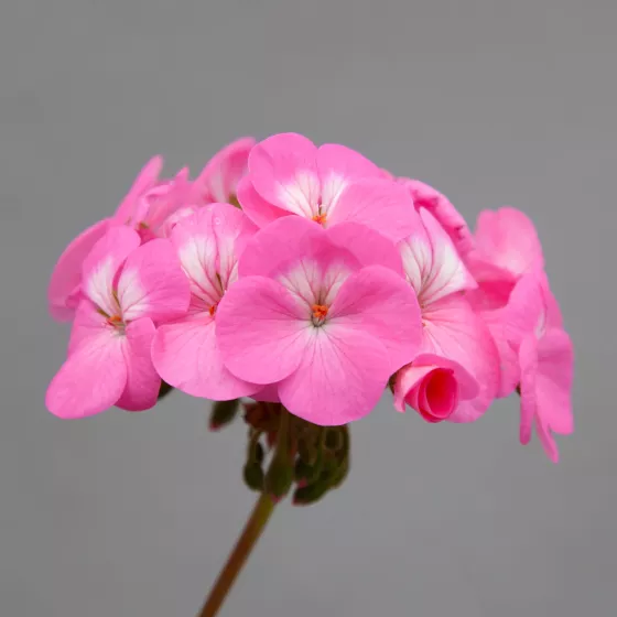 Horizon Shadow Rose