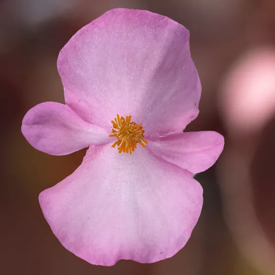 Bada Boom Light Pink