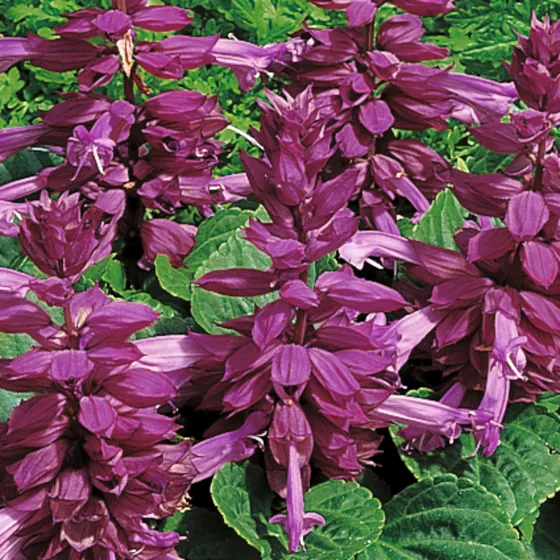 Salsa Purple