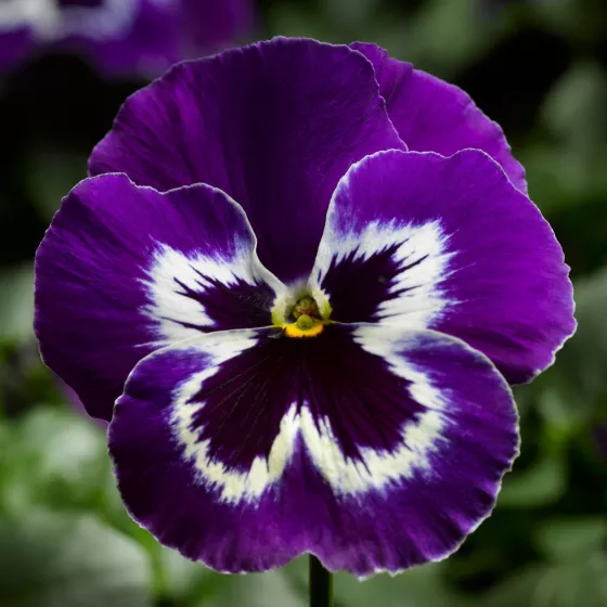 Delta Pro Violet & White