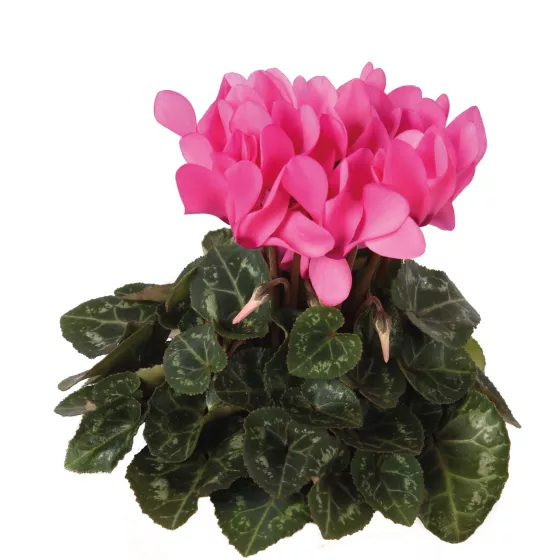 Winfall (F) Light Pink
