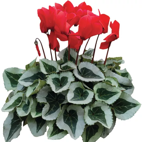 Winter Ice Scarlet