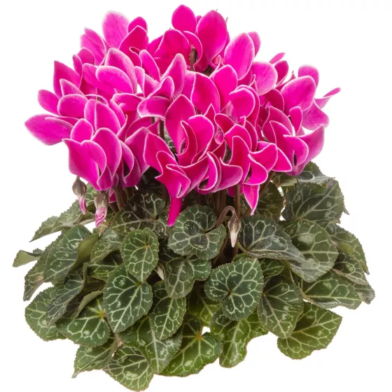 Winfall Purple Flame