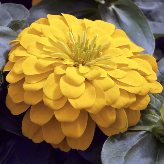 Magellan Yellow
