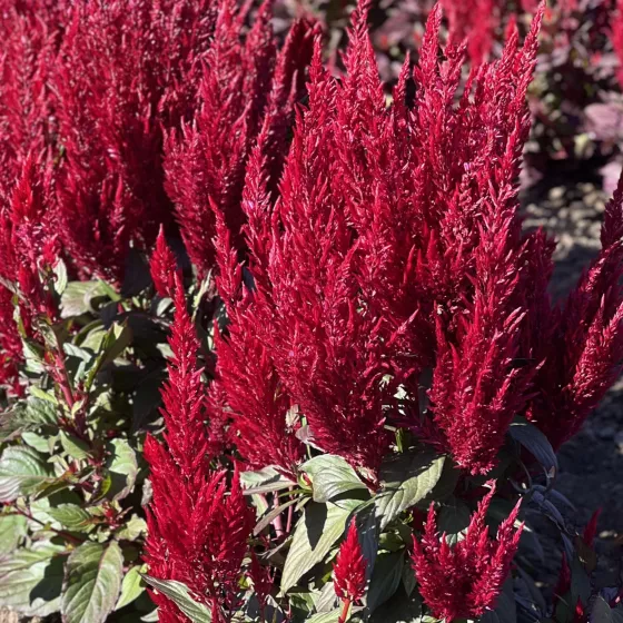 Bright Sparks Burgundy
