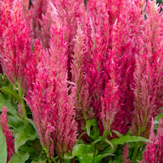 Bright Sparks Pink