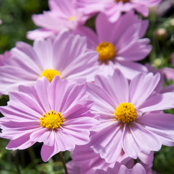 Apollo Pink