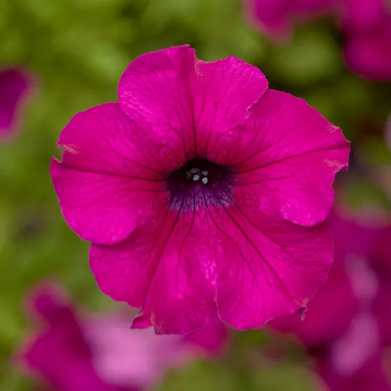 Sanguna Mega Purple