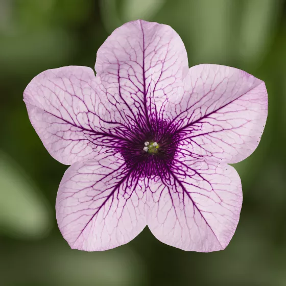 Sanguna Mega Purple Vein