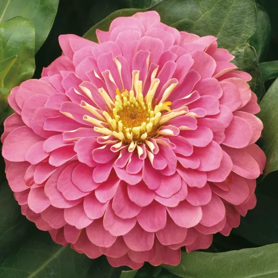 Magellan Pink