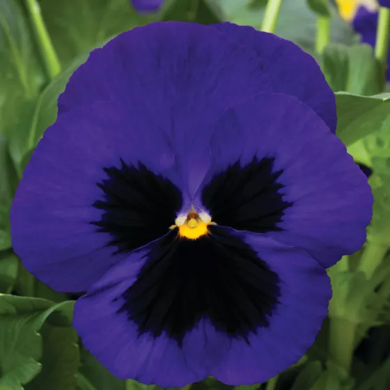 Mammoth Deep Blue Dazzle