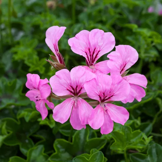 Reach Out Pink
