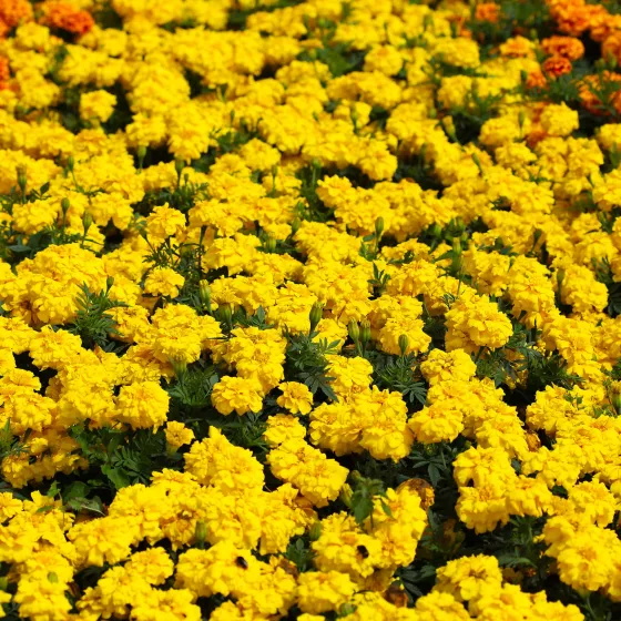 Zenith Bright Yellow