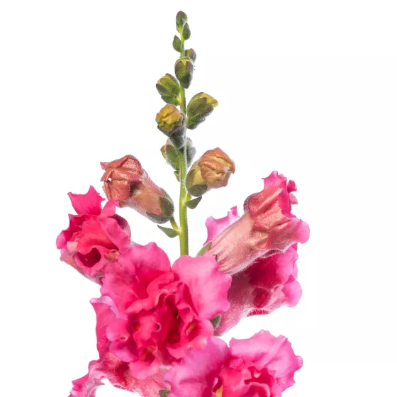 Sweet Duet Rose Shades
