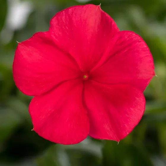 Blockbuster Dark Red