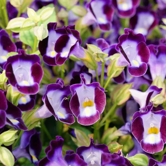 Duchess Violet
